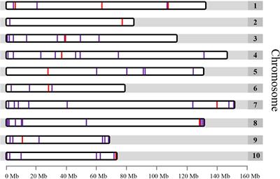 Development and applications of a collection of single copy gene-based cytogenetic DNA markers in garden asparagus